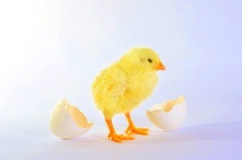 自分のカラを破るかけ声は「ばーん！！」